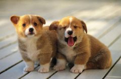 ����(g��)�µĹ���ʲôϲ�gҧ�ˣ���ʲô���A��@Ȯ���ܮ�(d��ng)