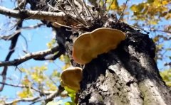 ɣ�Sɣ�书���c���ã�