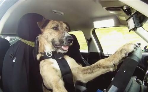 С��8�����ڌW���_܇�������m3ֻС�������һ���{�܇�v �ԹϾW�Ѳ�������