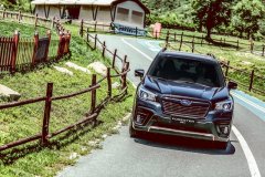 �¿�˹����ɭ�����Ƿ�